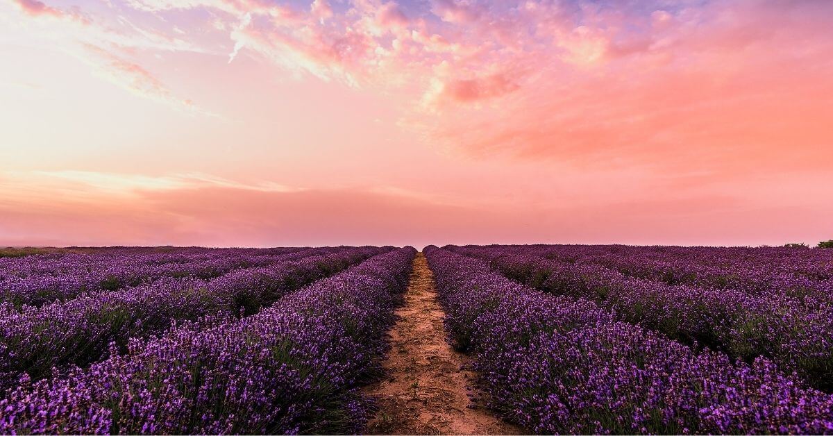 13 Benefits of Lavender Essential Oil