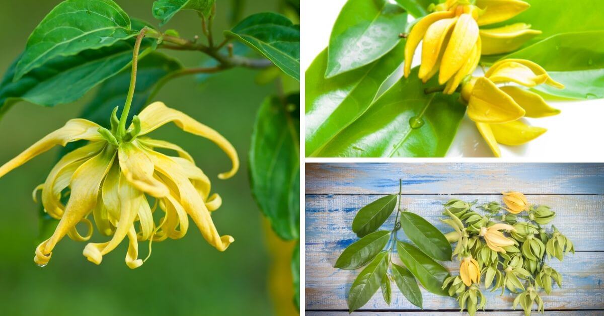 Ylang Ylang Benefits
