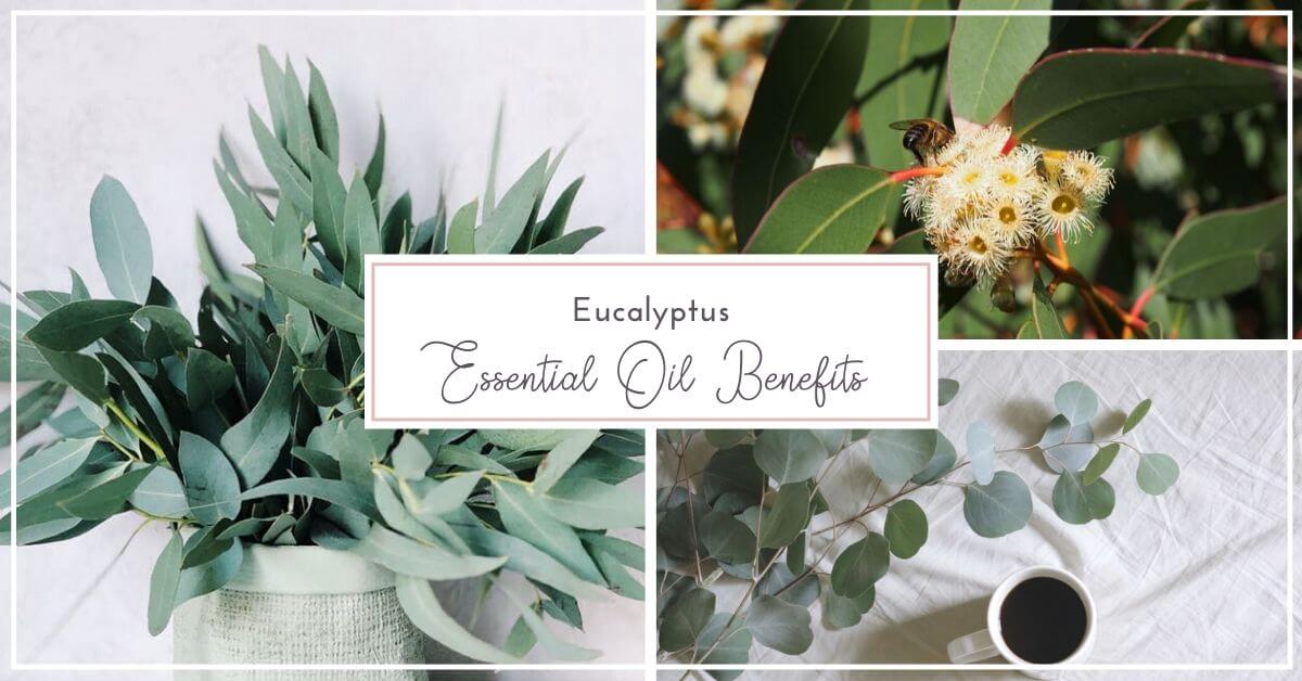 Benefits of Eucalyptus Oil