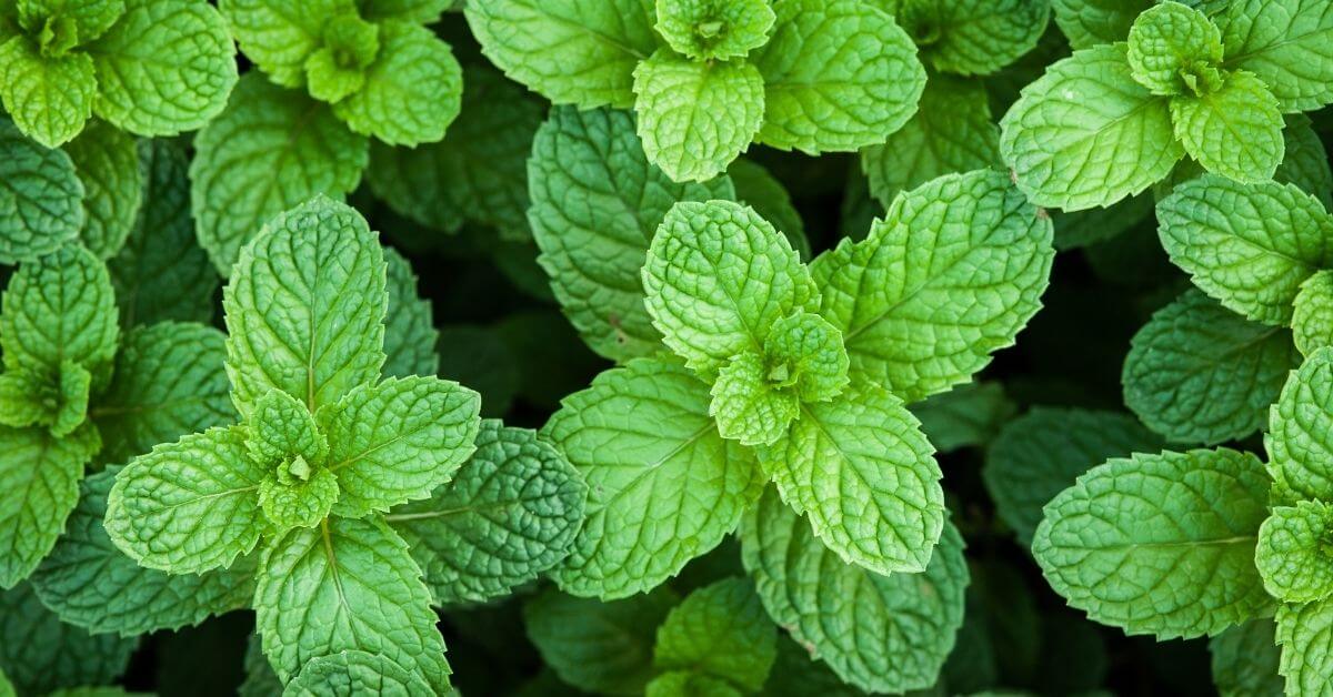 Benefits of Peppermint Essential Oil