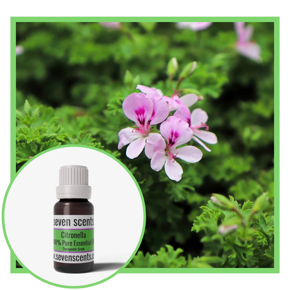 Citronella essential oil by Seven Scents with pink flowers on a citronella plant