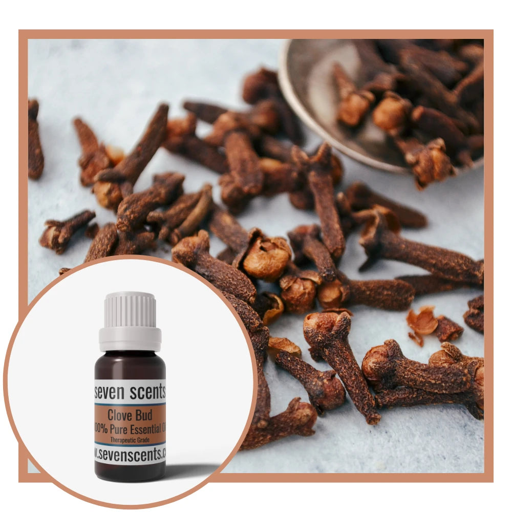 Clove bud essential oil by Seven Scents with dried clove buds
