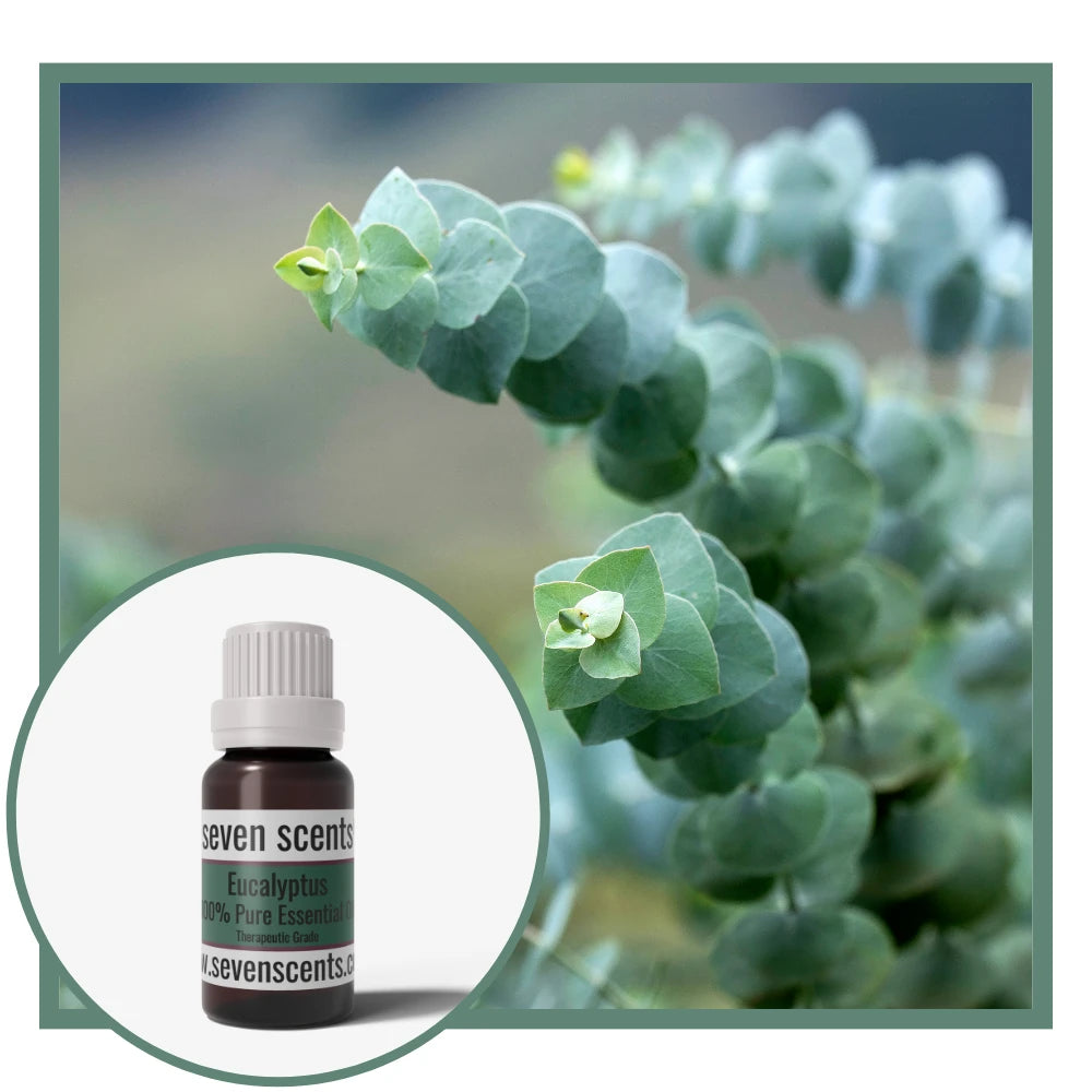 Eucalyptus essential oil by Seven Scents with a eucalyptus plant background