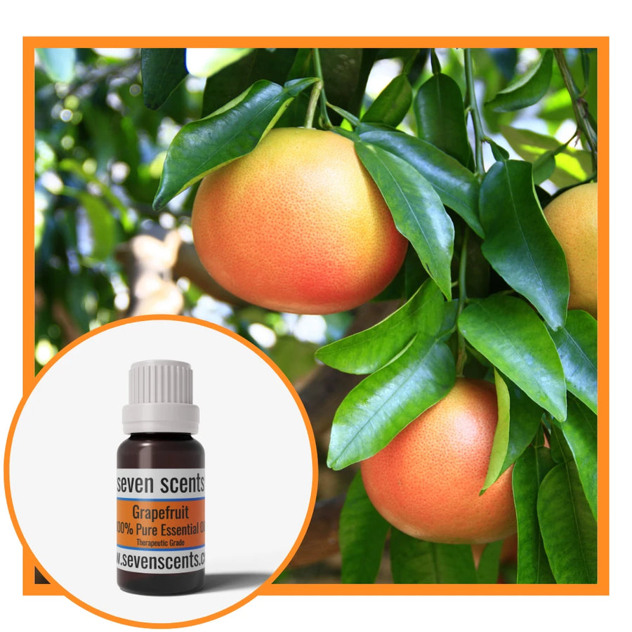 Grapefruit essential oil by Seven Scents with fresh grapefruit on a tree