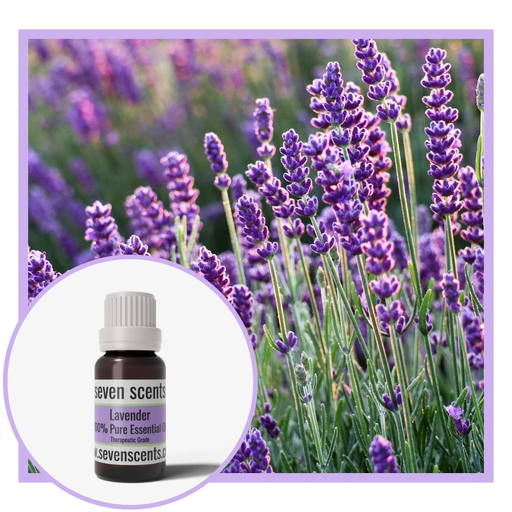 Lavender essential oil by Seven Scents with lavender flowers