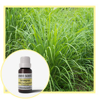 Lemongrass essential oil by Seven Scents with a lemongrass plant
