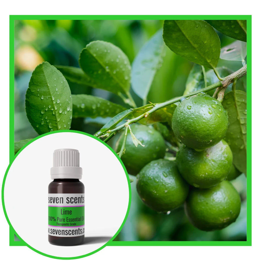 Lime essential oil by Seven Scents with fresh green limes on a tree