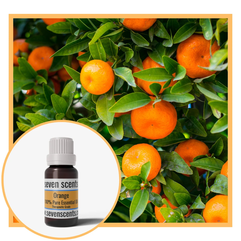 Orange essential oil by Seven Scents with an orange tree