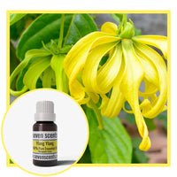 Ylang Ylang essential oil by Seven Scents with a yellow hanging ylang ylang flower on a tree